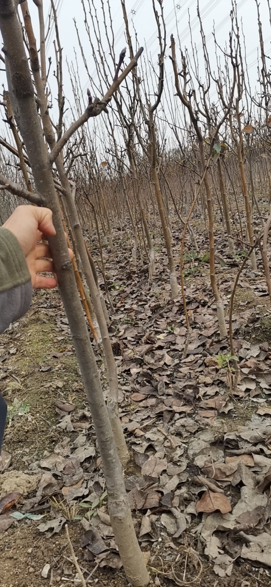 秋月梨树苗  种植基地直供品系纯正
