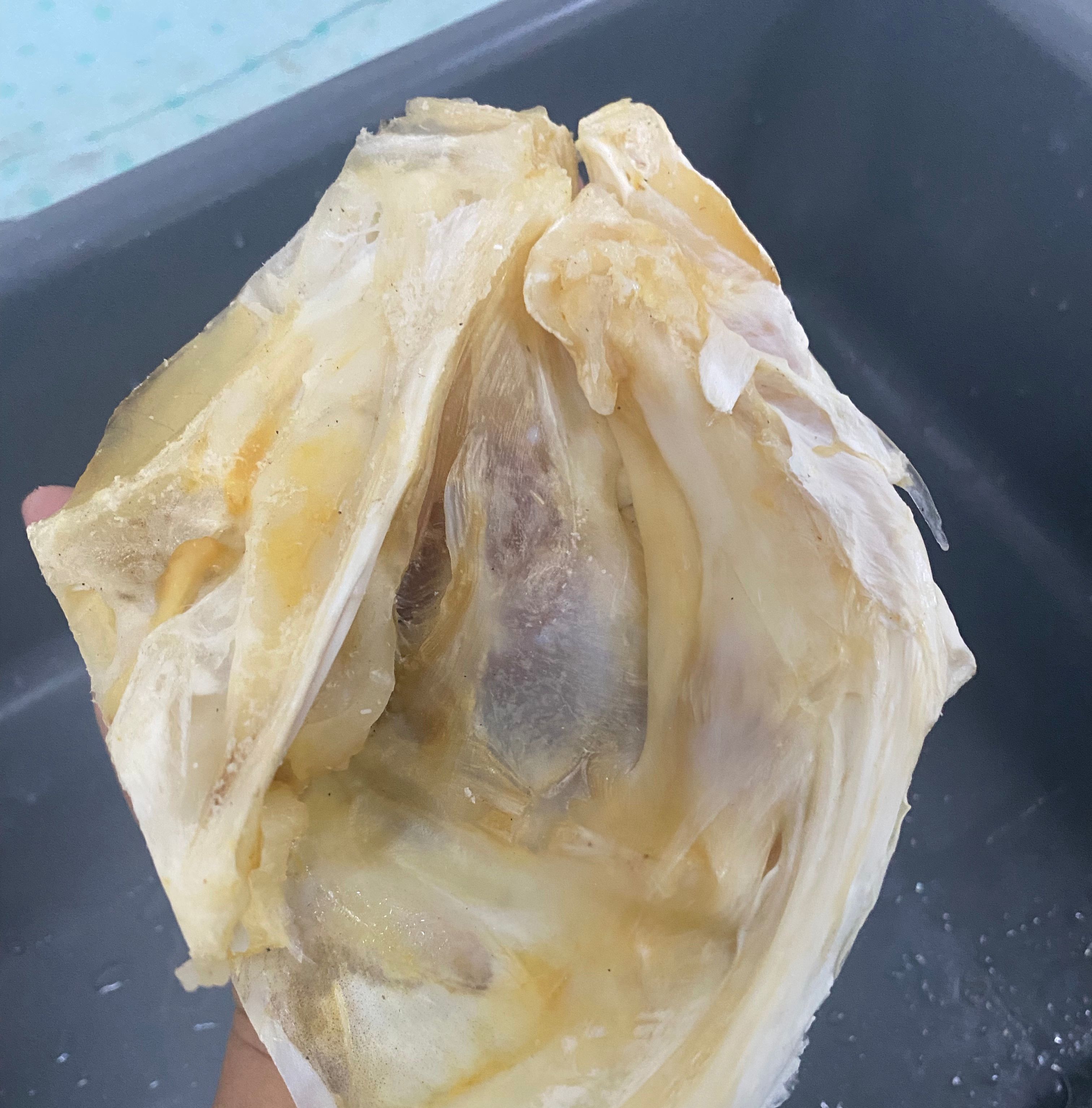 风干淡干马友鱼头