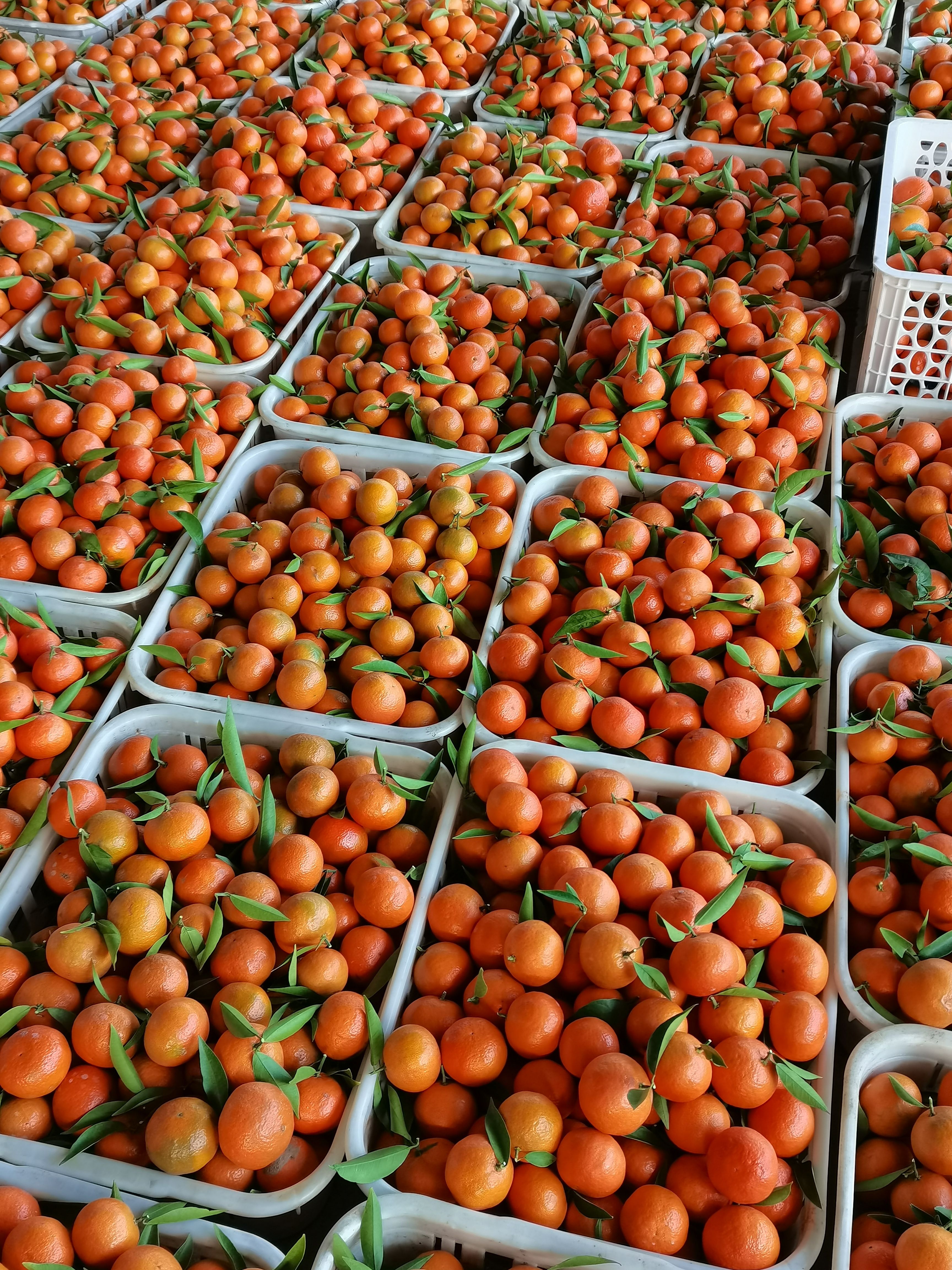 柑桔 四季红橘子,自家果园