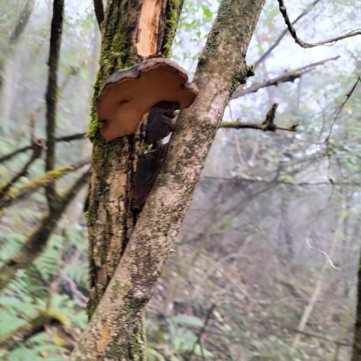 奉节白马桑树桑黄，高海拔深山+