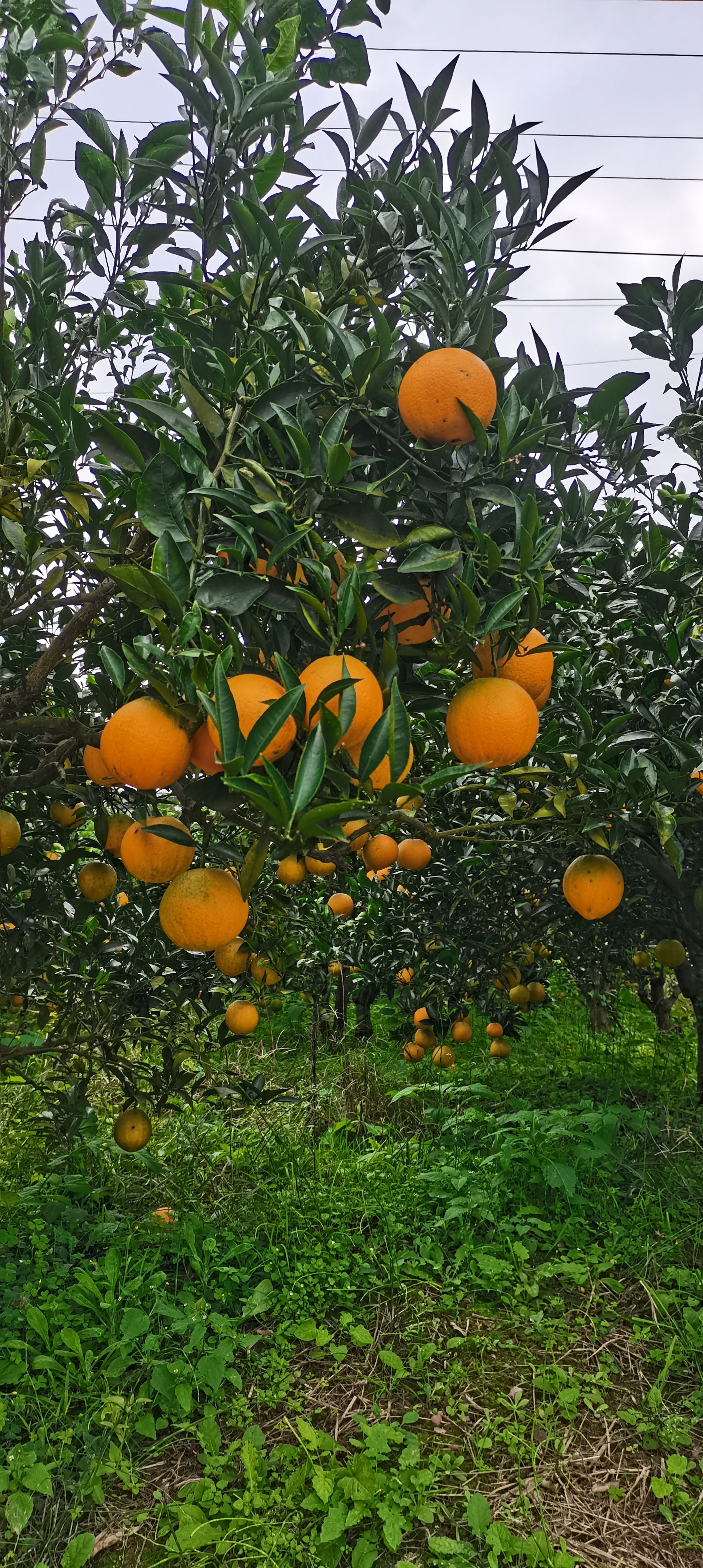  爱媛橙