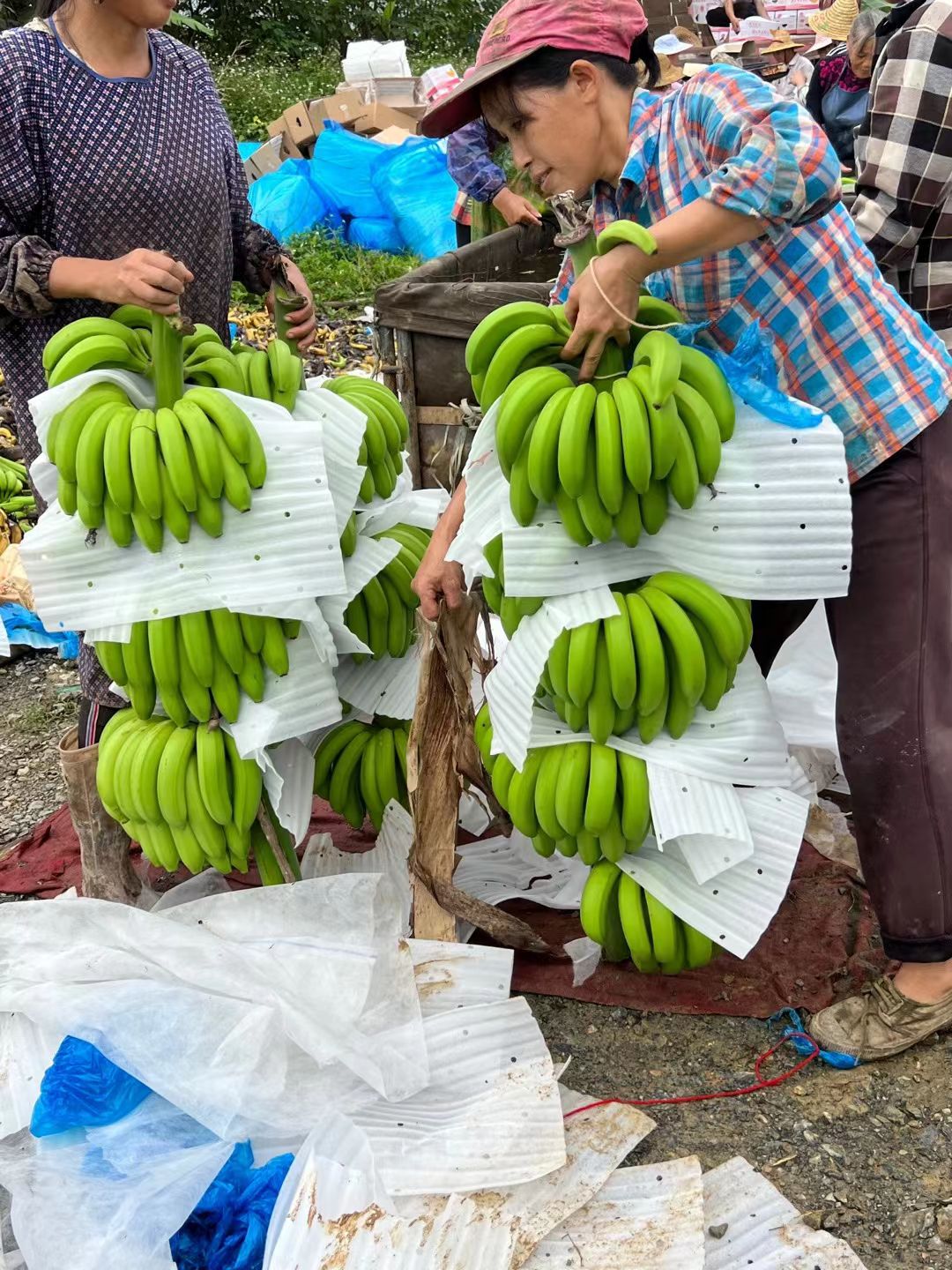热卖基地直销香蕉