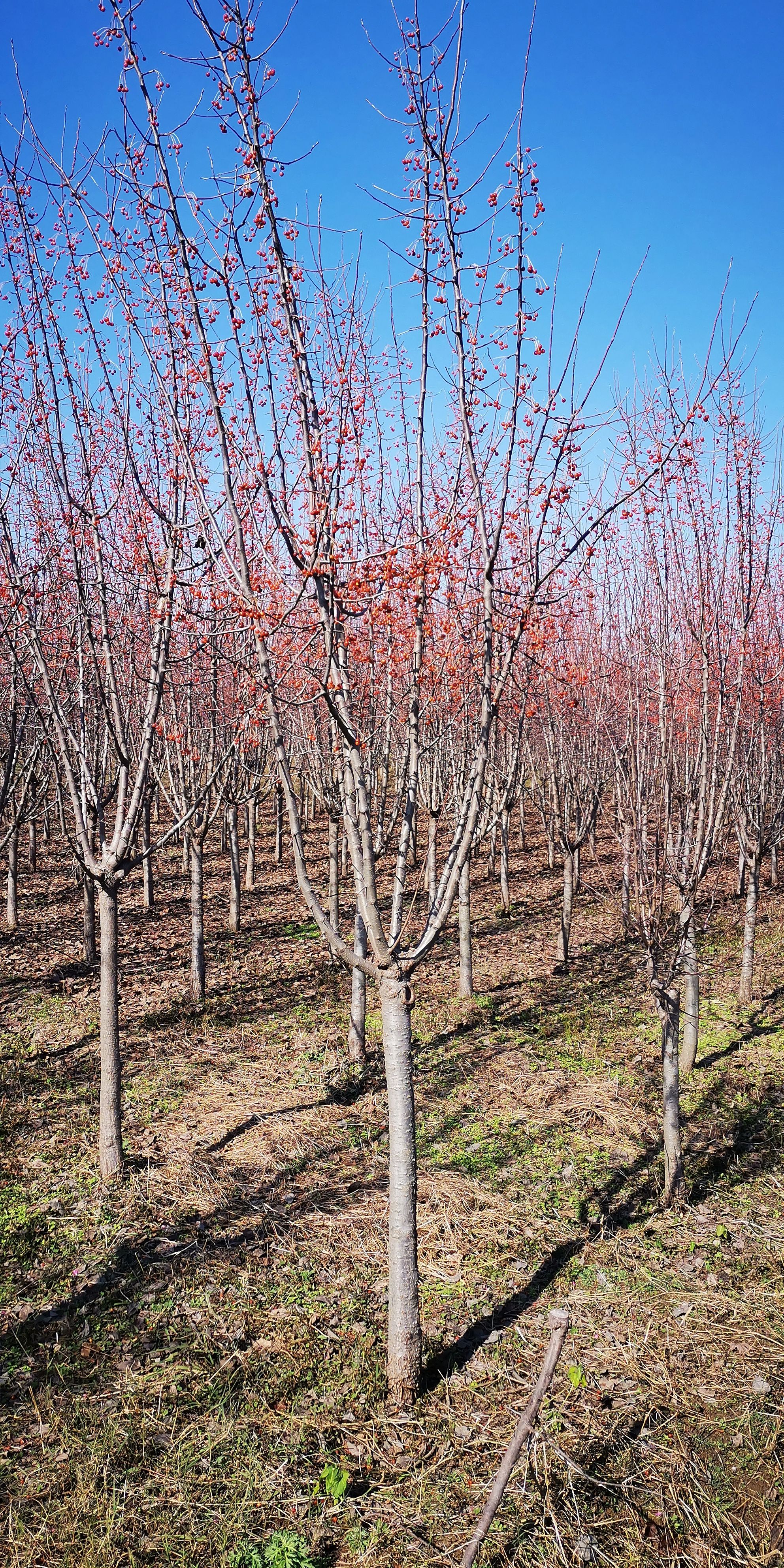  8公分沂蒙垂丝海棠甜茶海棠