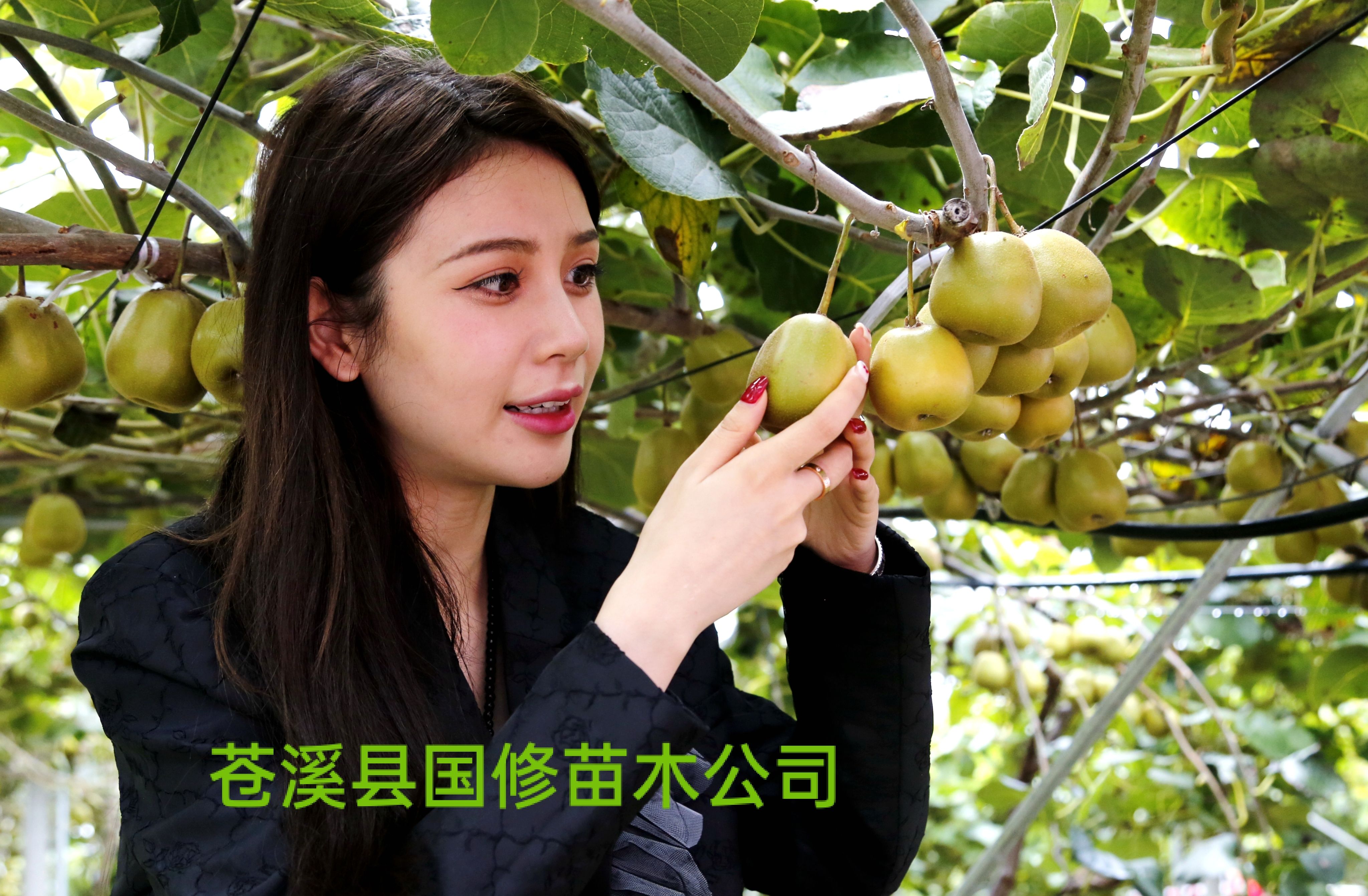 苍溪红心猕猴桃苗 红心猕猴桃嫁接苗品种保证 基地直批量大价低