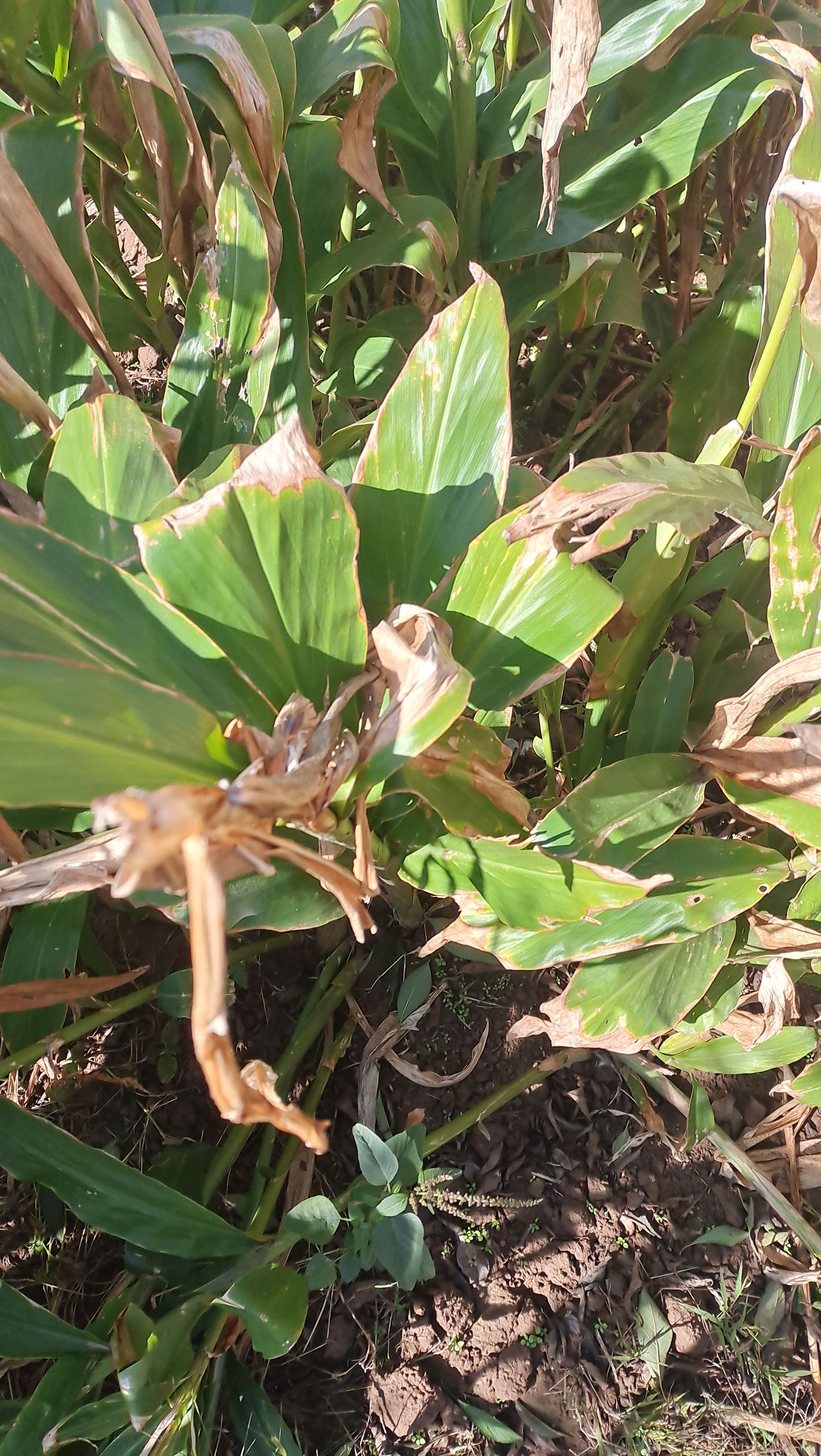 阳荷 早熟阳荷根