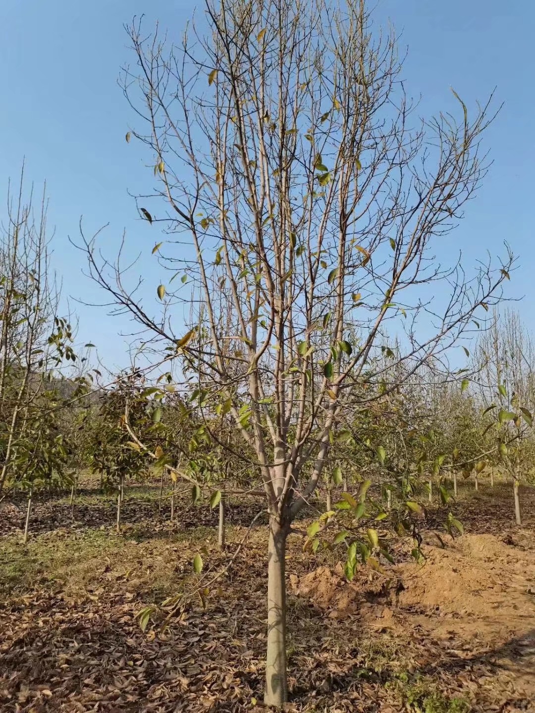 12公分二乔玉兰，辛夷