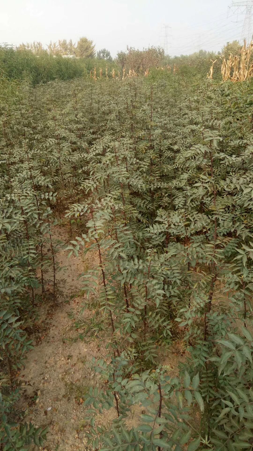 大红袍花椒苗  自家苗圃育苗  保证品种纯度  规格齐全