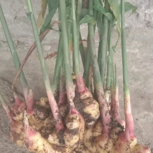 屏边县大黄姜 农村集中种植数量多