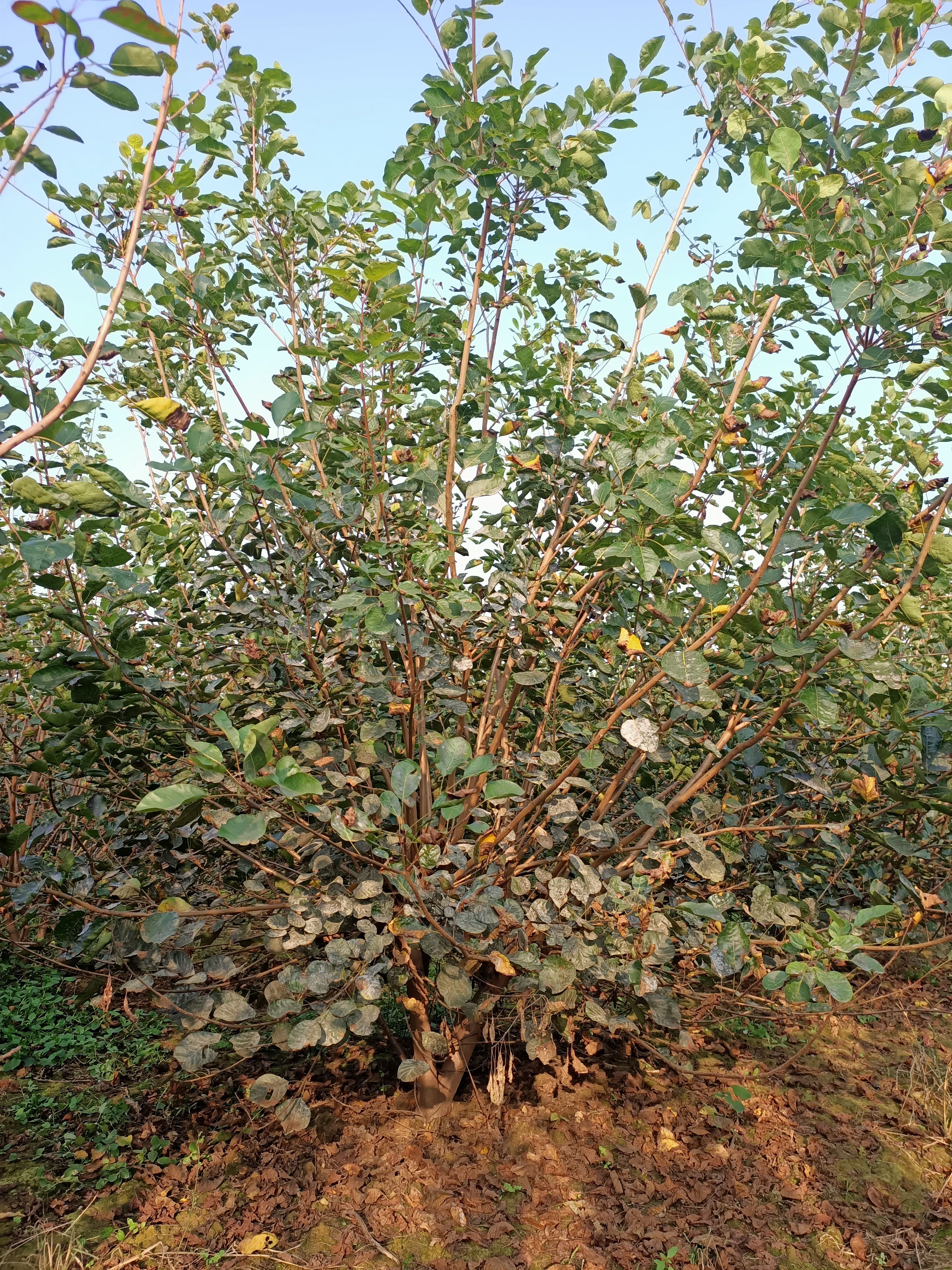 高度3米丛生黄栌