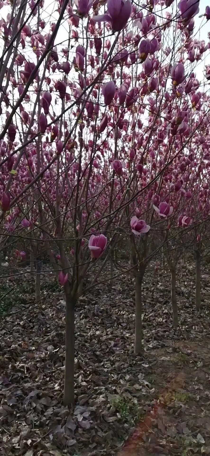 紫玉兰  河南南阳供应10公分红玉兰