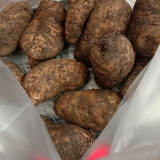 彝良县乌天麻 云南小草坝天麻，各位老板可以百度看一下，产地直销，物美价廉。