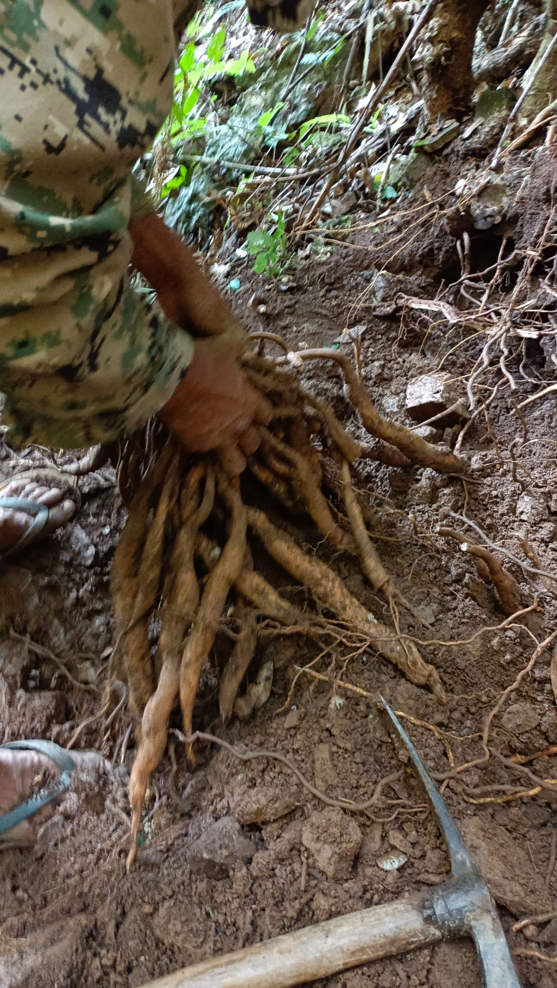 新鲜百部 云南大百部长期供应百部新货干货  百部种子量大从优