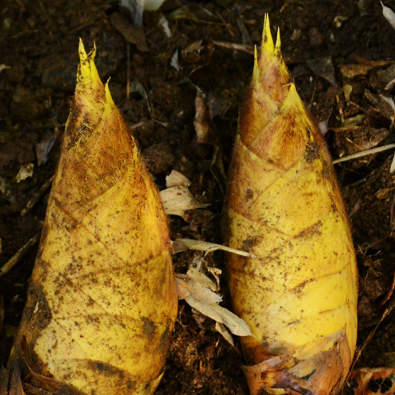 冬笋 炒腊肉炖汤 是冬天一道美食