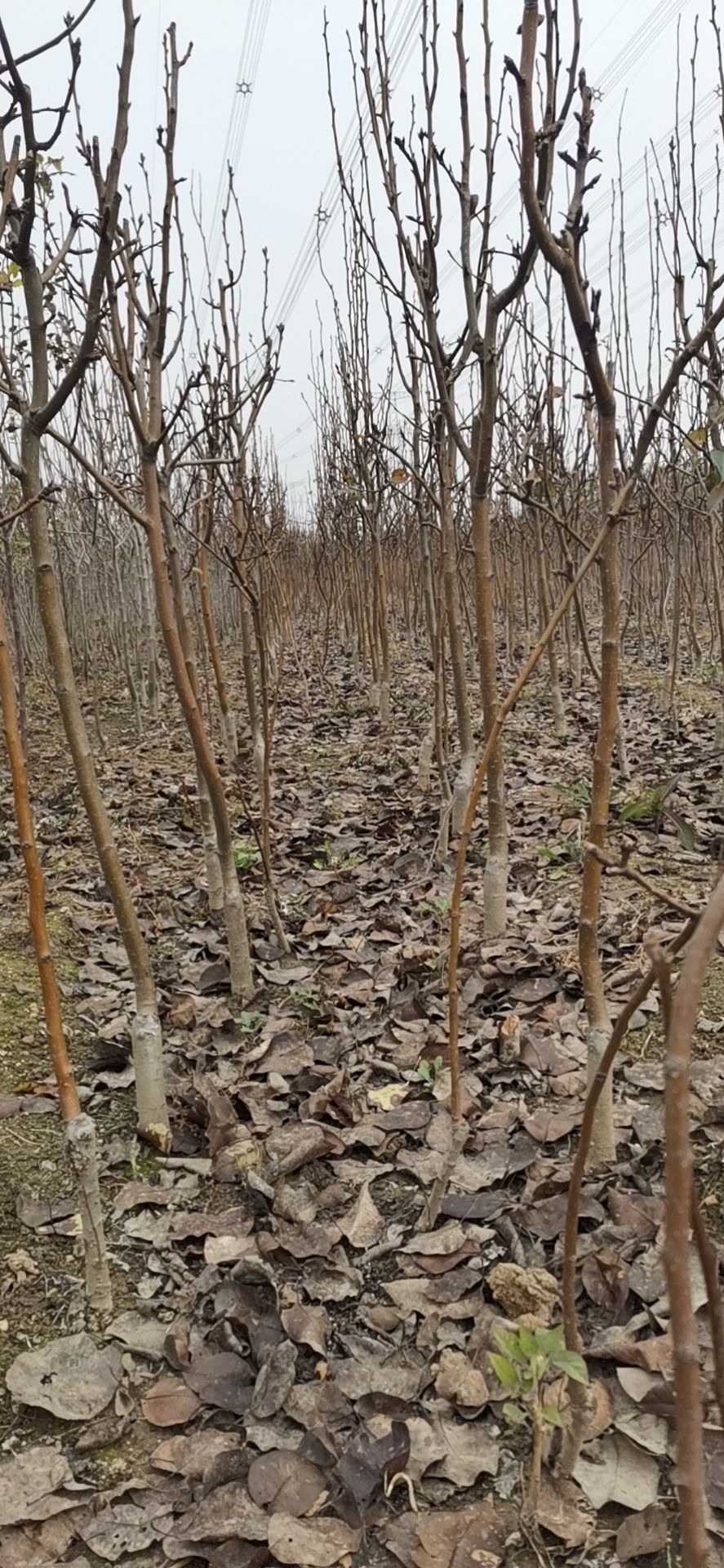 秋月梨树苗  种植基地直供品系纯正