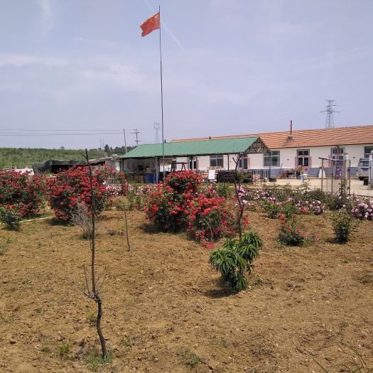 烟台 果园，山地出租