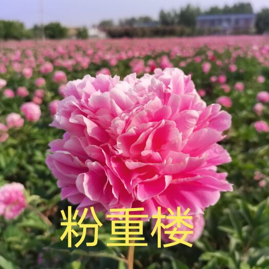 菏泽美丽芍药  菏泽正宗精品国内芍药～粉重楼