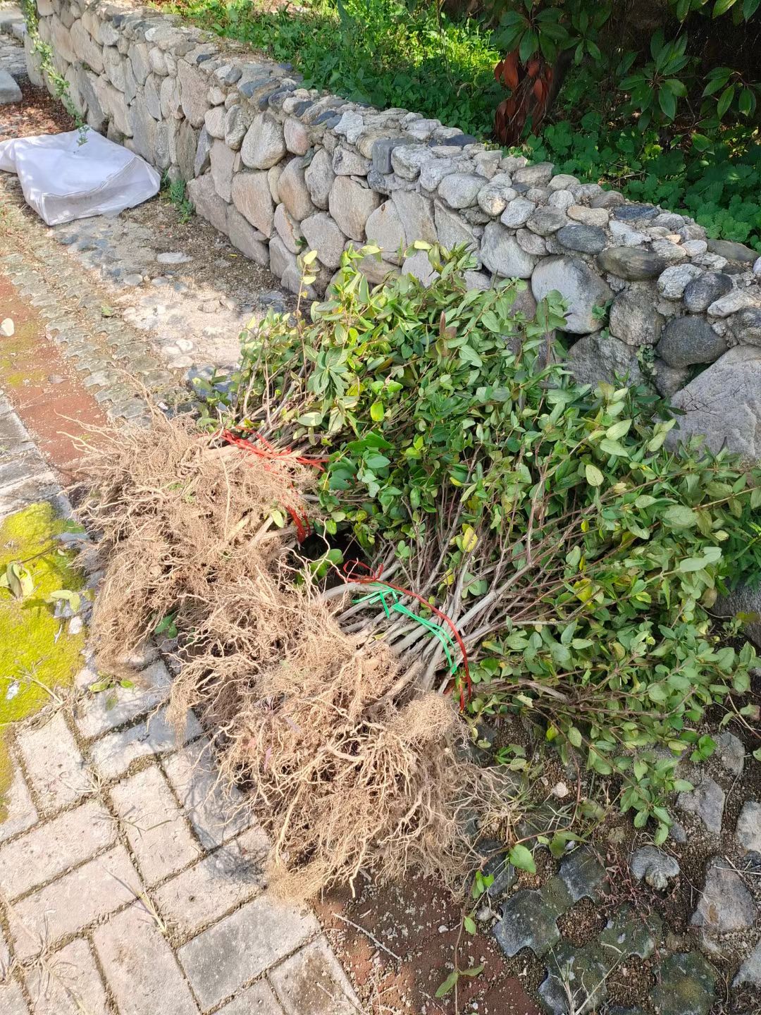 北花一号金银花苗 新品种金银花 红金银花 包品种产品回收