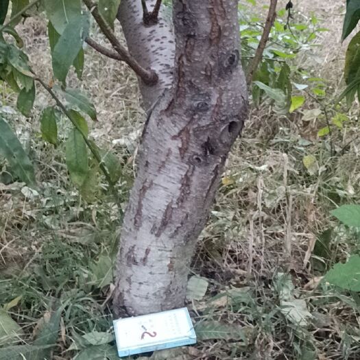 新沂市桃树苗 占地桃树