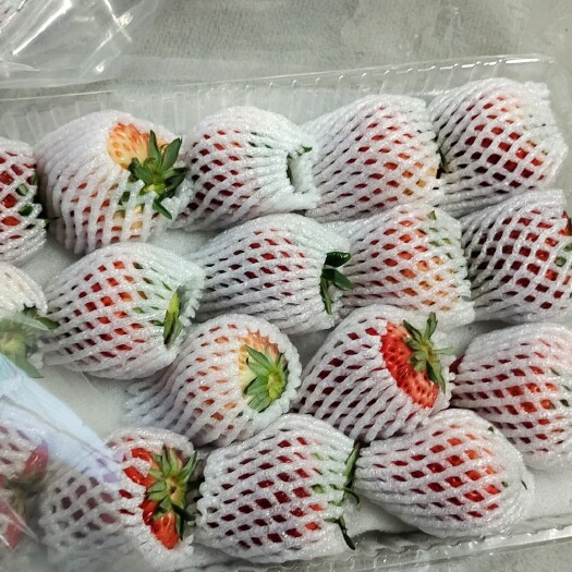 东港市红颜草莓  丹东九九草莓，果农手里直接批发