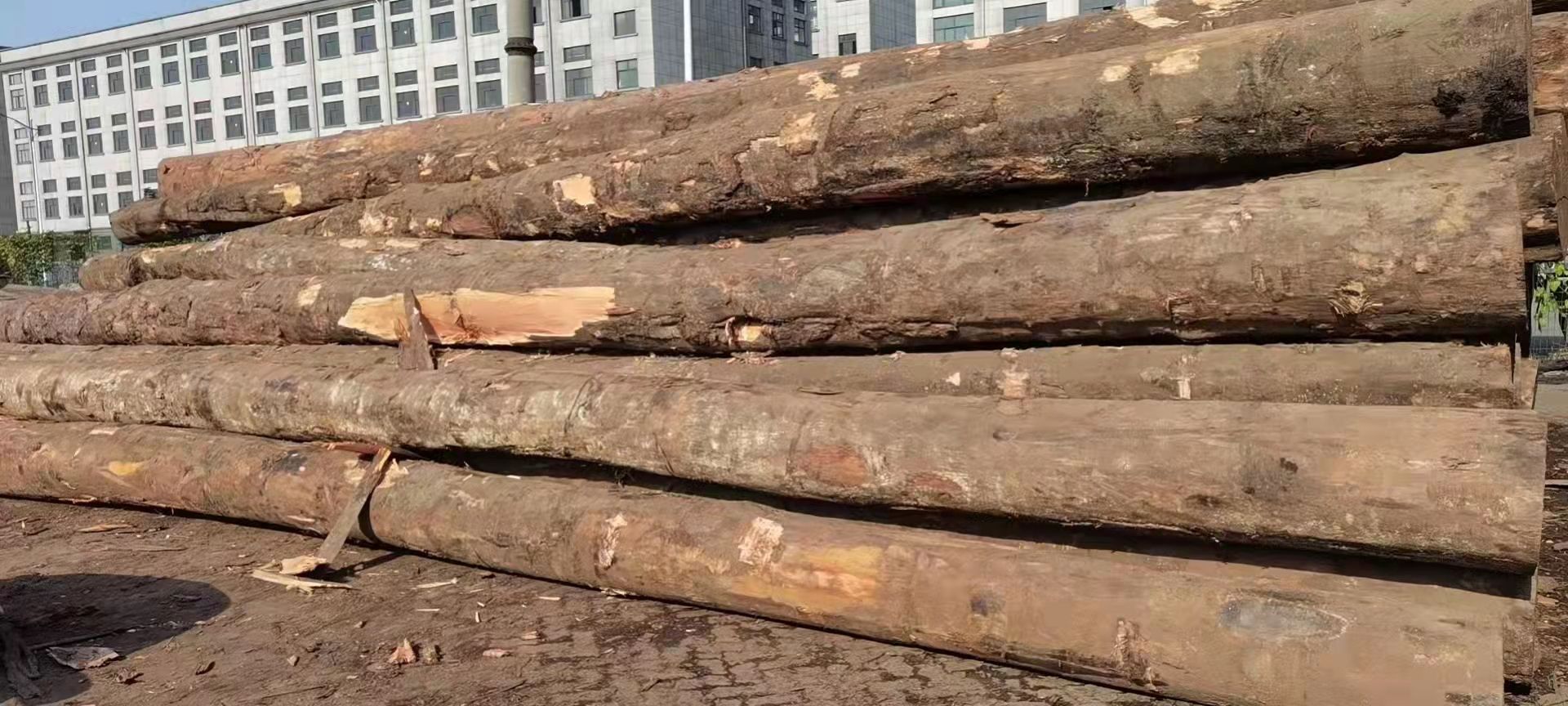 杨木 第伦桃大径