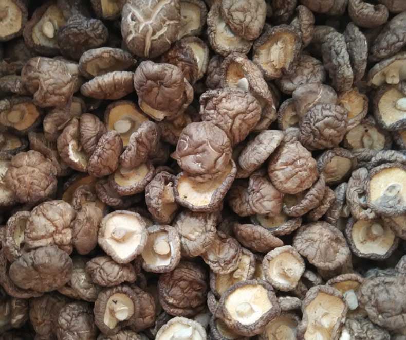 椴木菇 农民家香菇