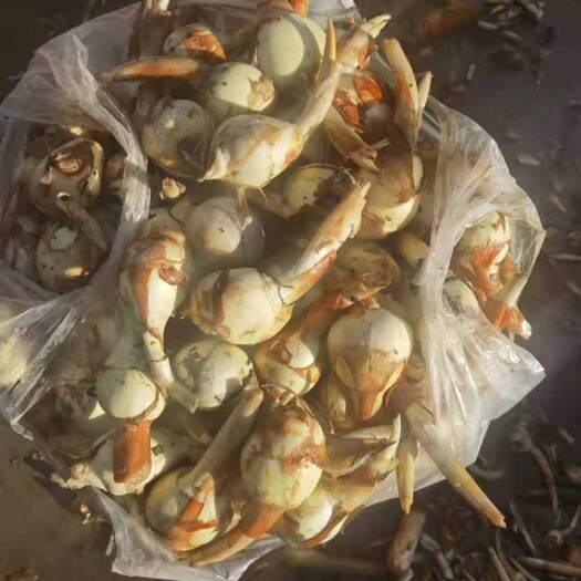丘北县慈菇 茨菇