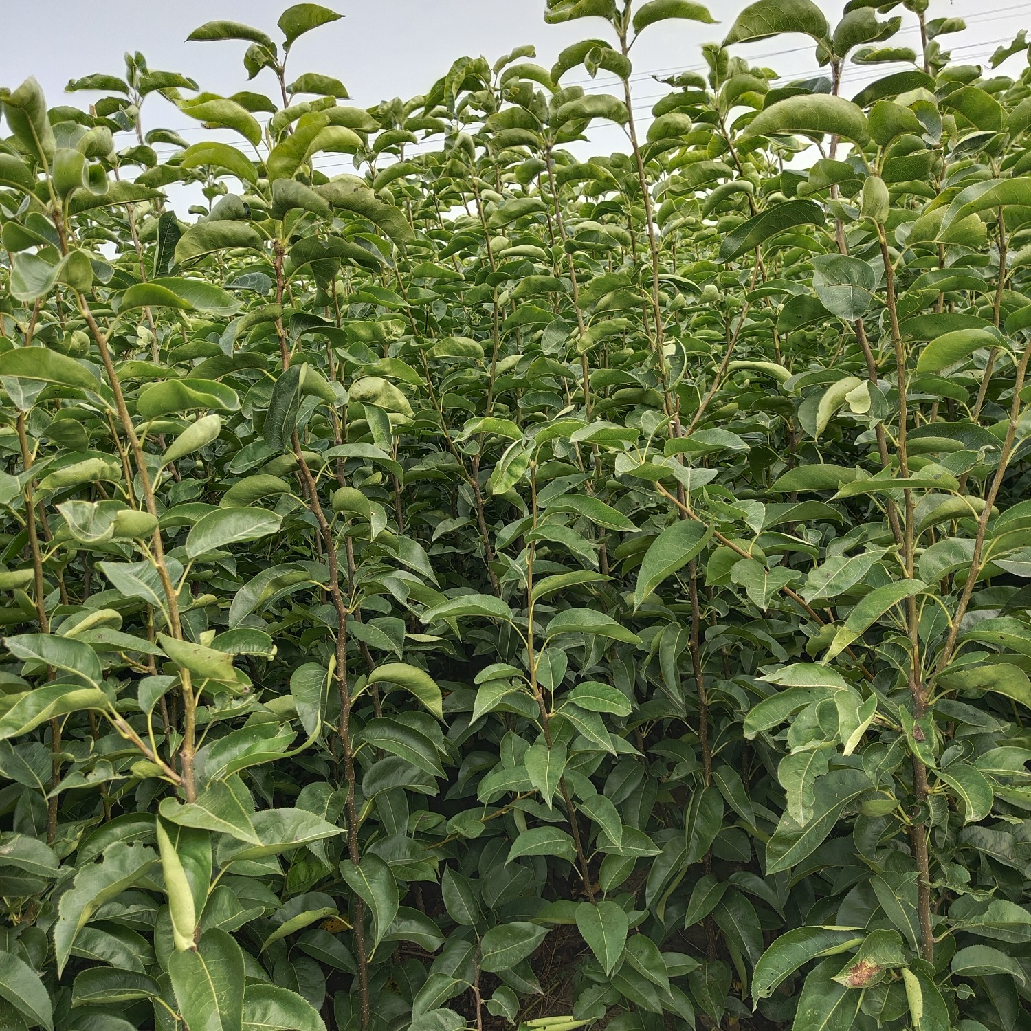 酥翠一号梨  特优早熟梨，果品端正，肉质细腻，丰产性高！
