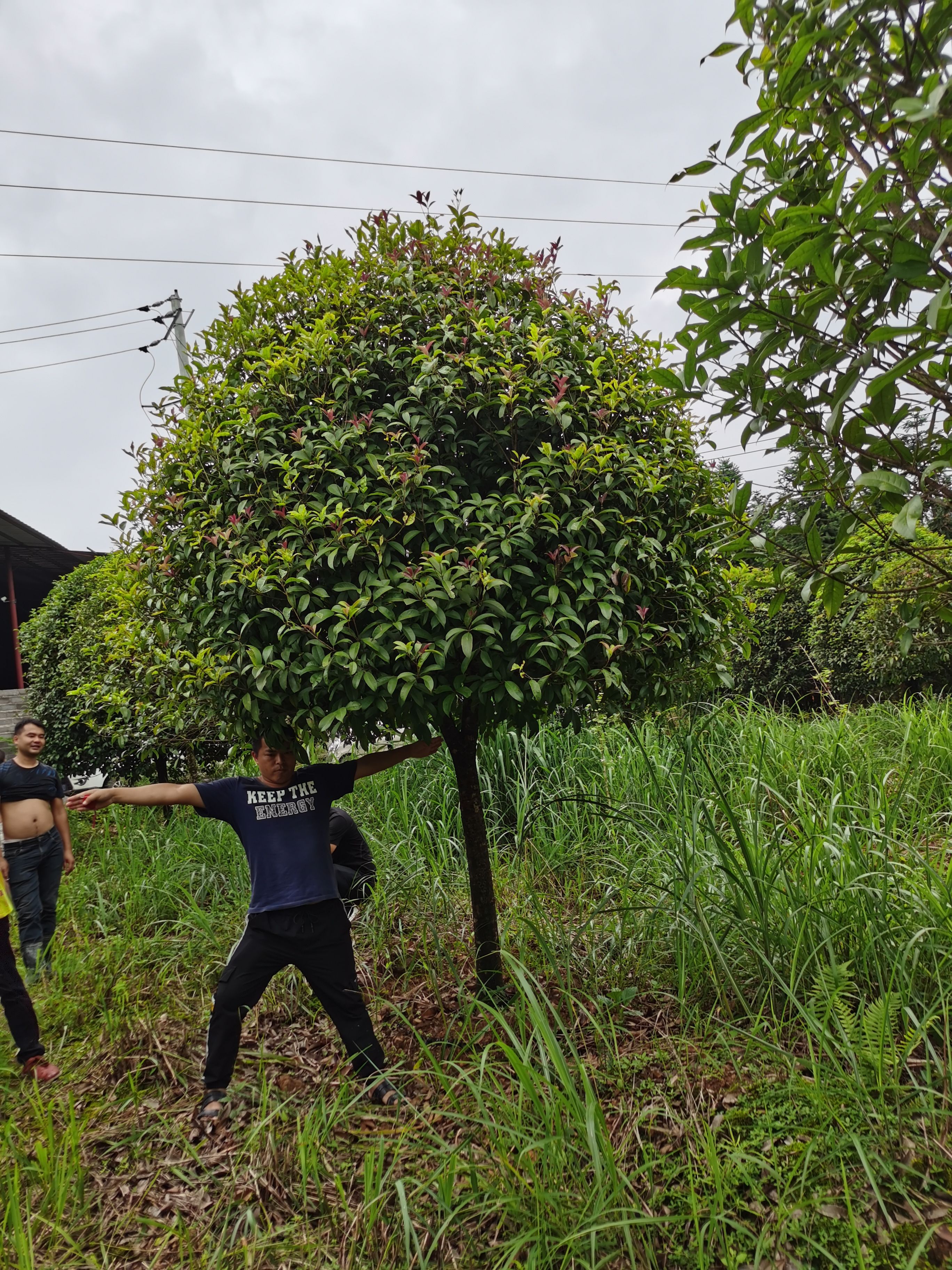 八月桂  桂花树10公分精品假植苗