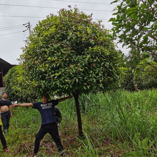 八月桂  桂花树10公分精品假植苗