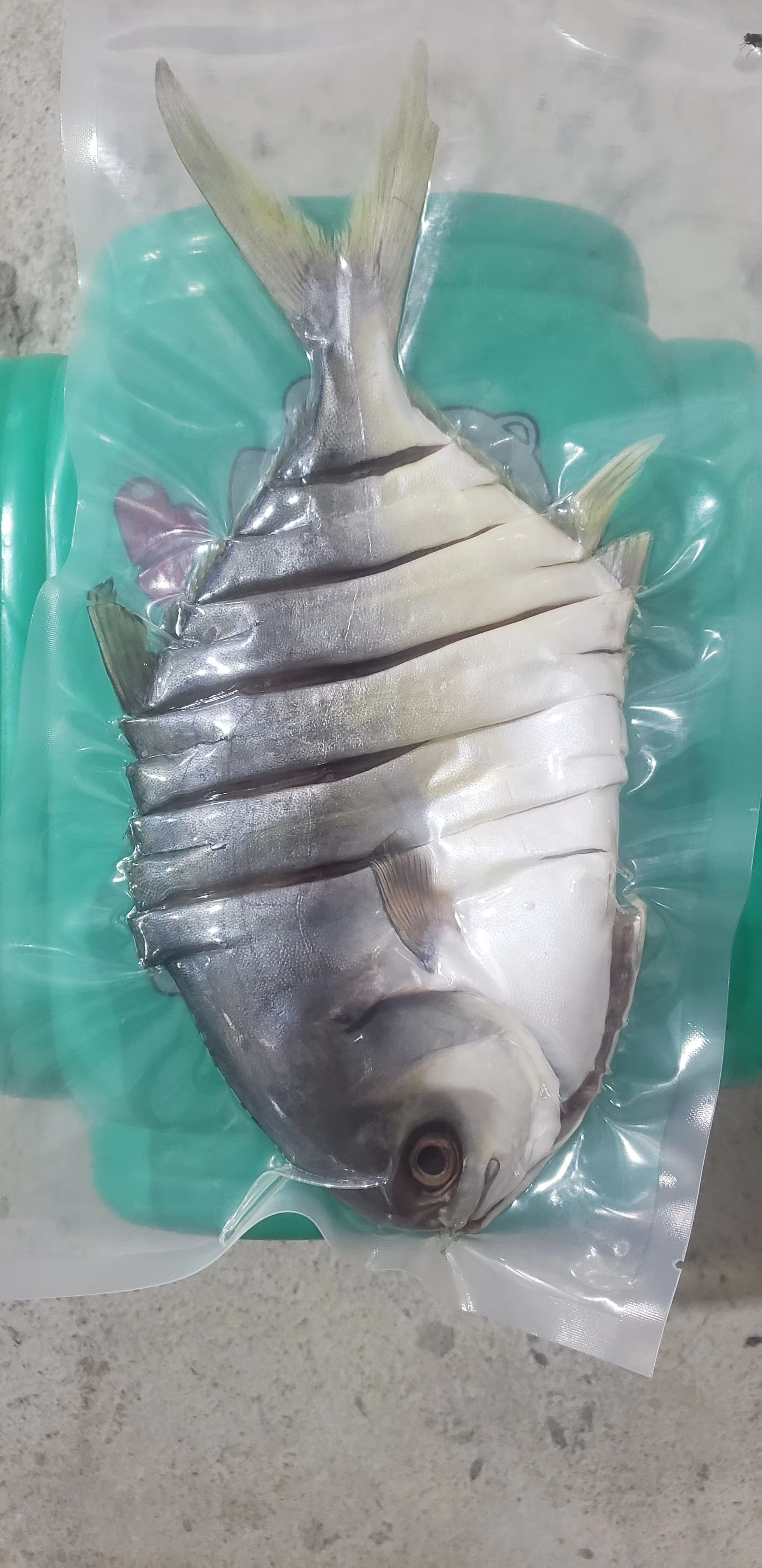 正宗湛江特产金鲳鱼全国发货冷链车送货上门一般24小时到达