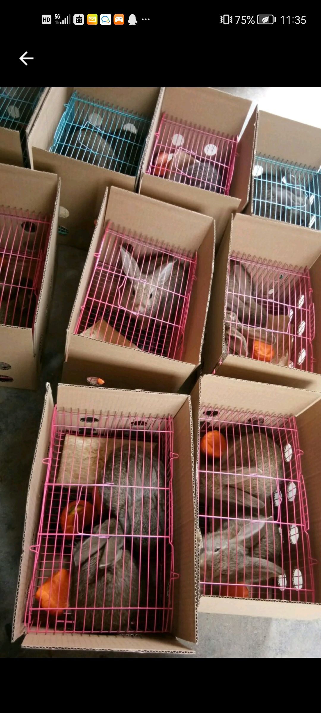 兔子 3-5斤 肉兔