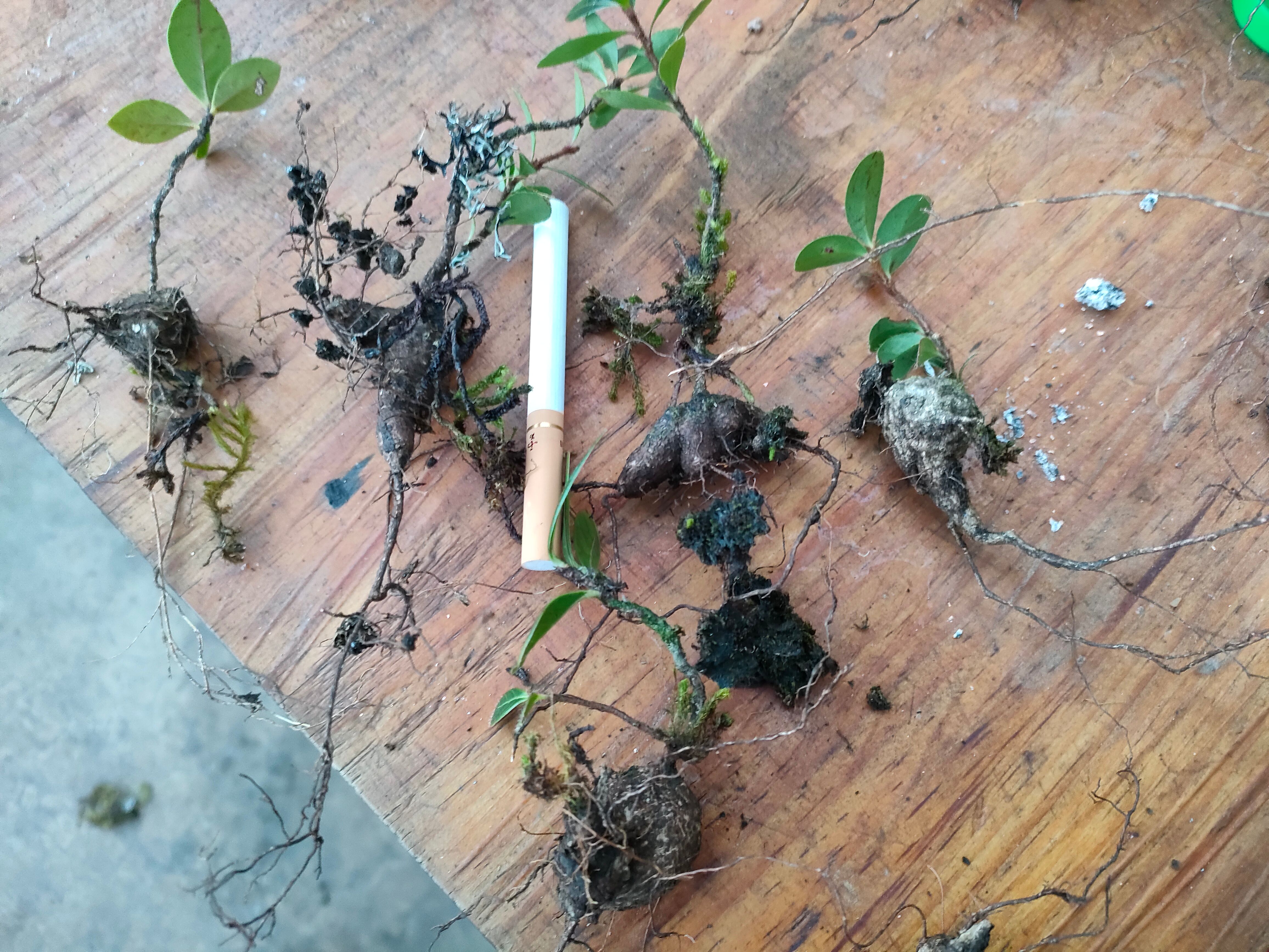 树萝卜盆栽 树萝卜小苗，