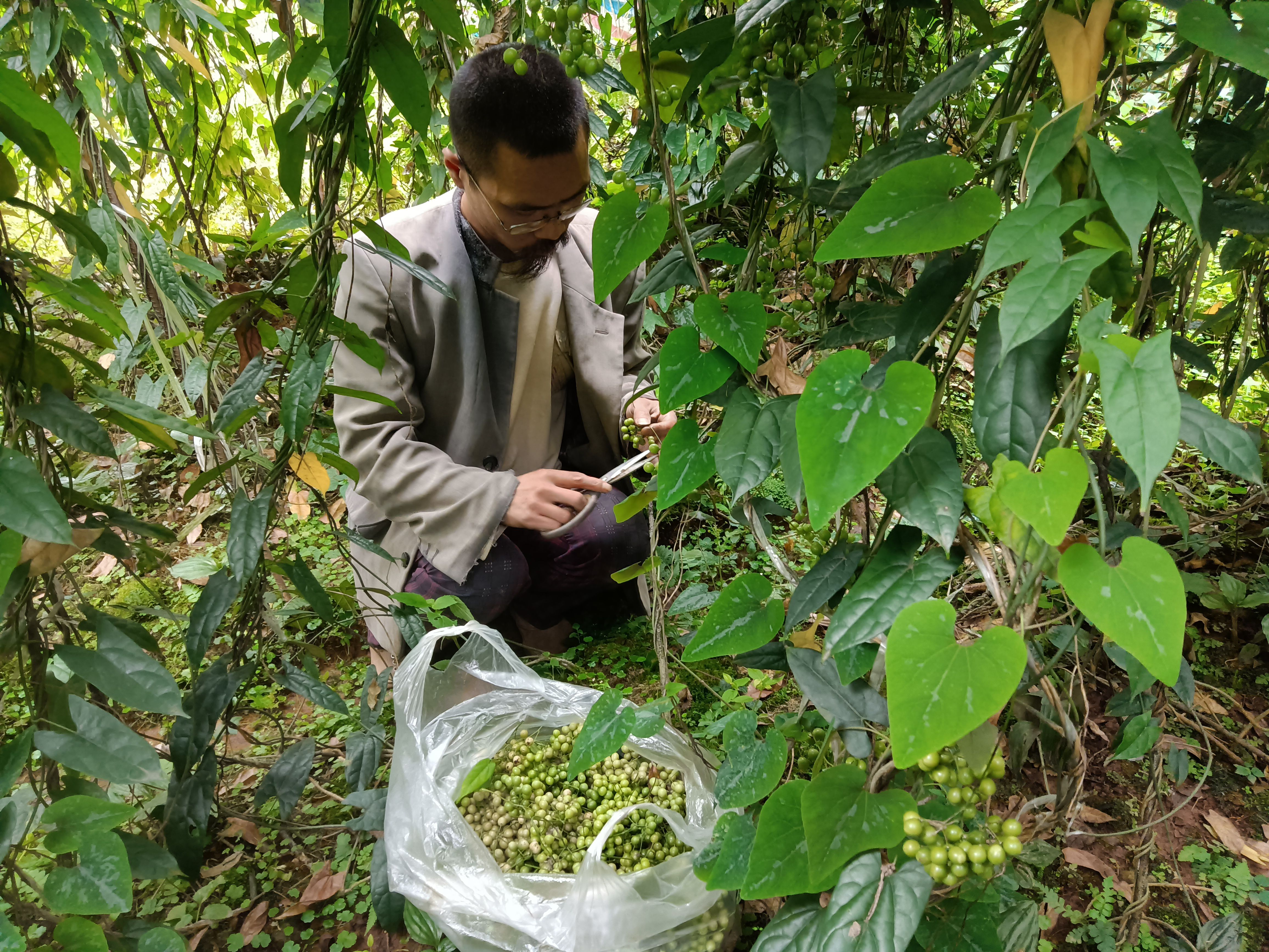  金果榄，金果榄苗，金果榄种子，金果榄种植技术