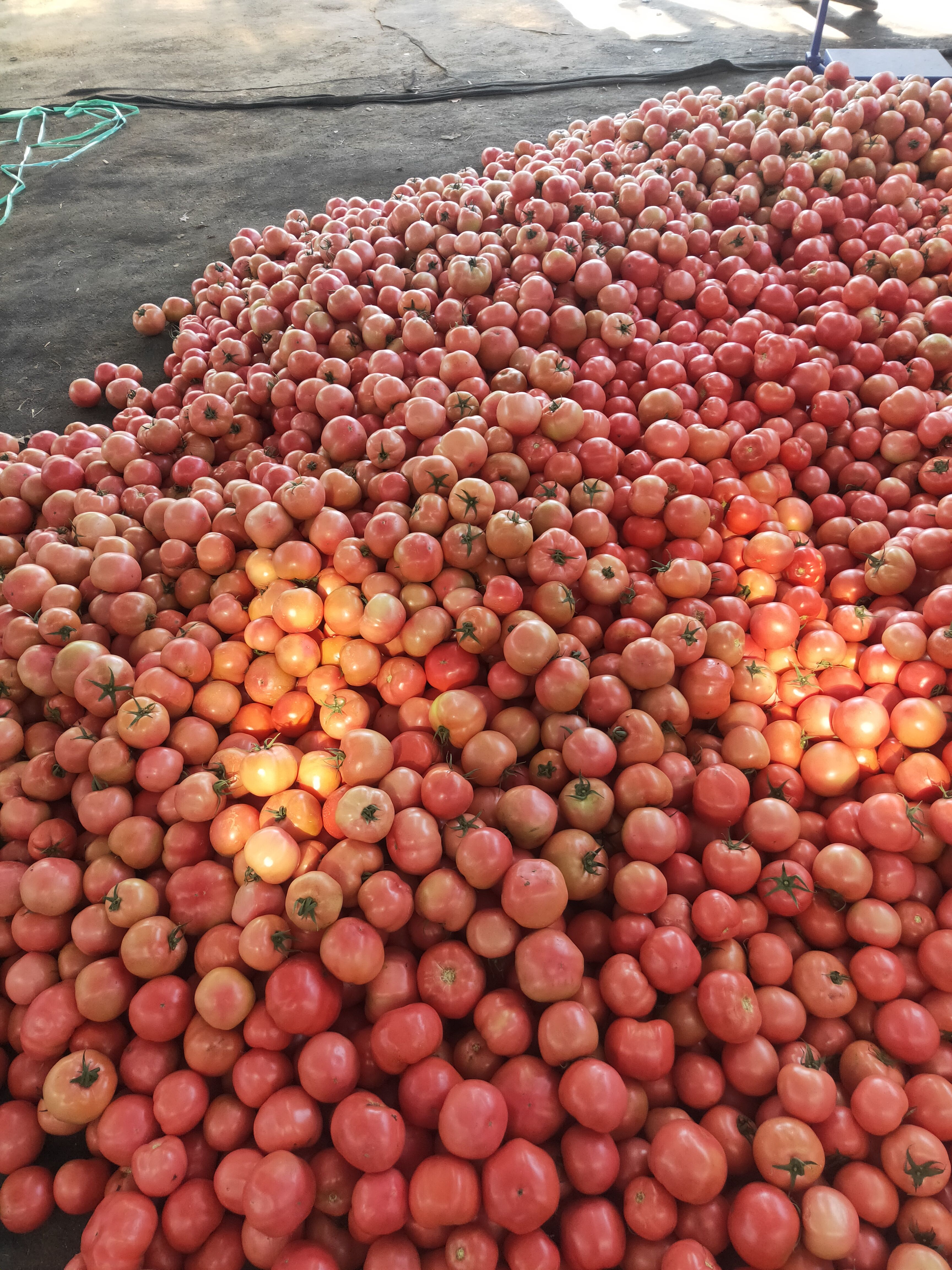 山东省临沂费县硬粉西红柿现在大量上市精品，通货，