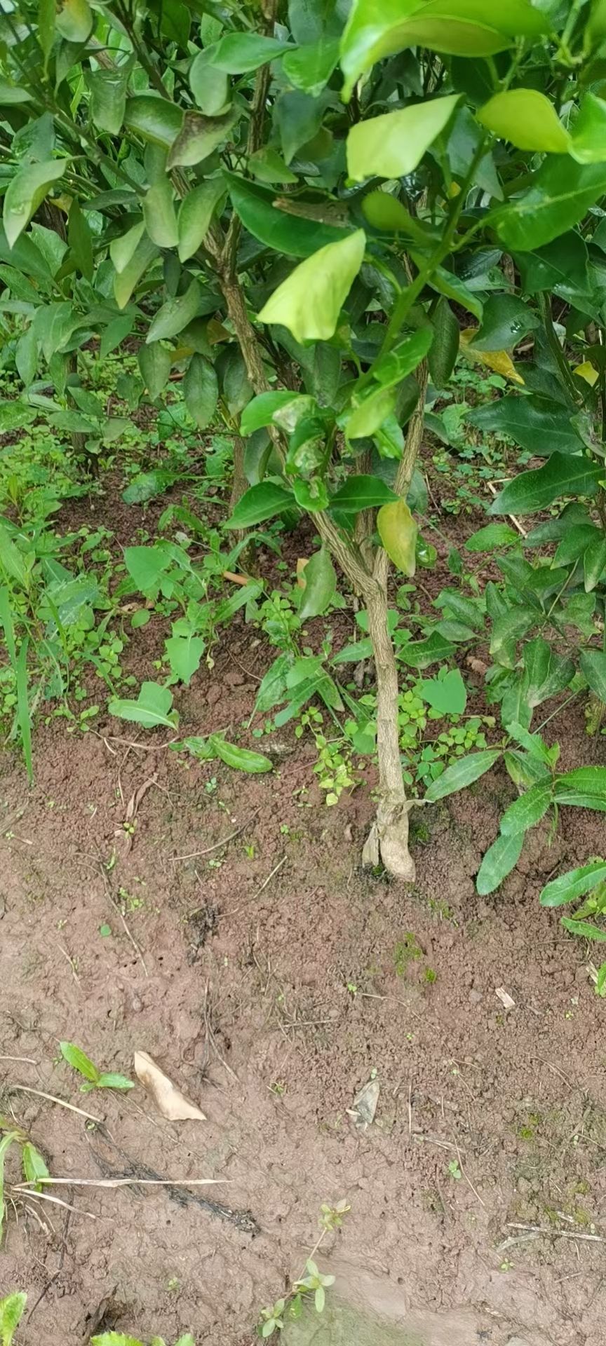 明日见柑橘苗  明日见苗（阿思密），假植苗，一公分至两公分