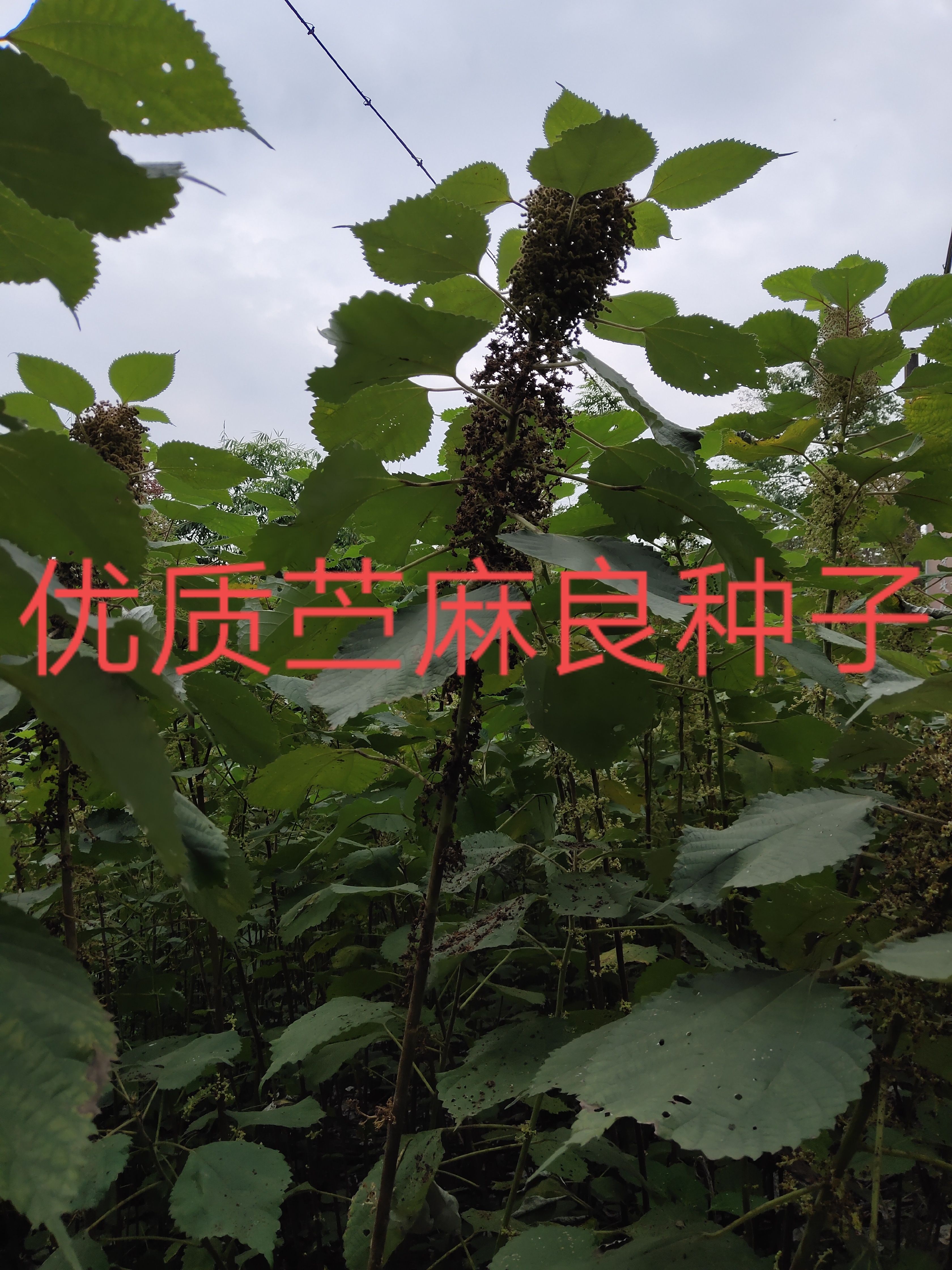 苎麻  优良种子