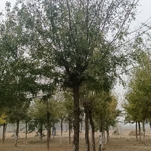 郓城县18公分皂角树
