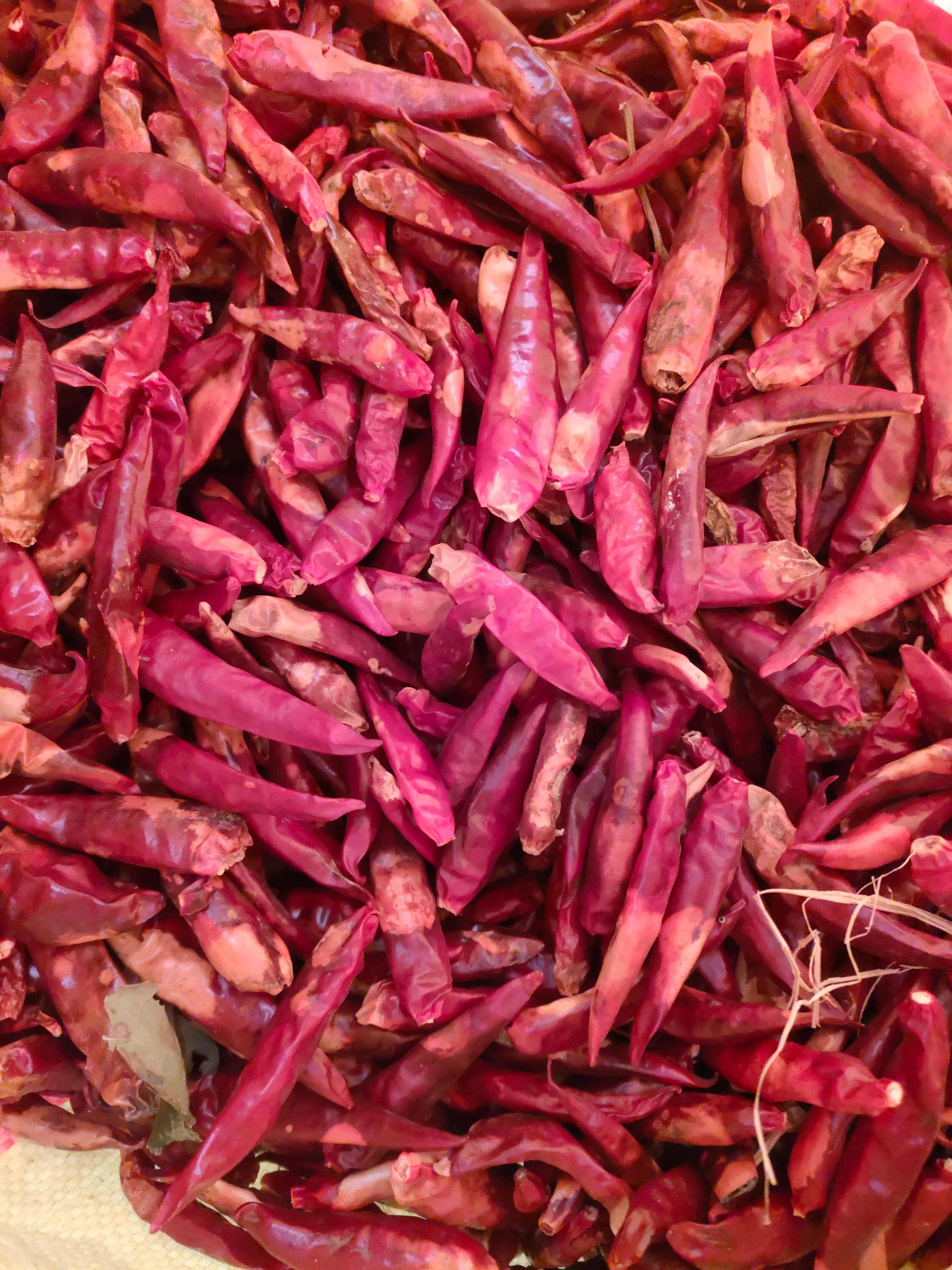 三樱干辣椒 金乡三英干辣椒