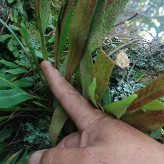南涧县 化石草，干品