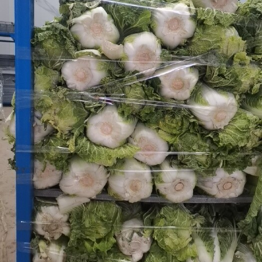 通许县矮白菜 大白菜，爱上大白菜