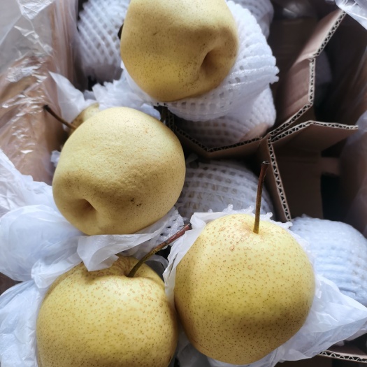 赵县 精品雪梨