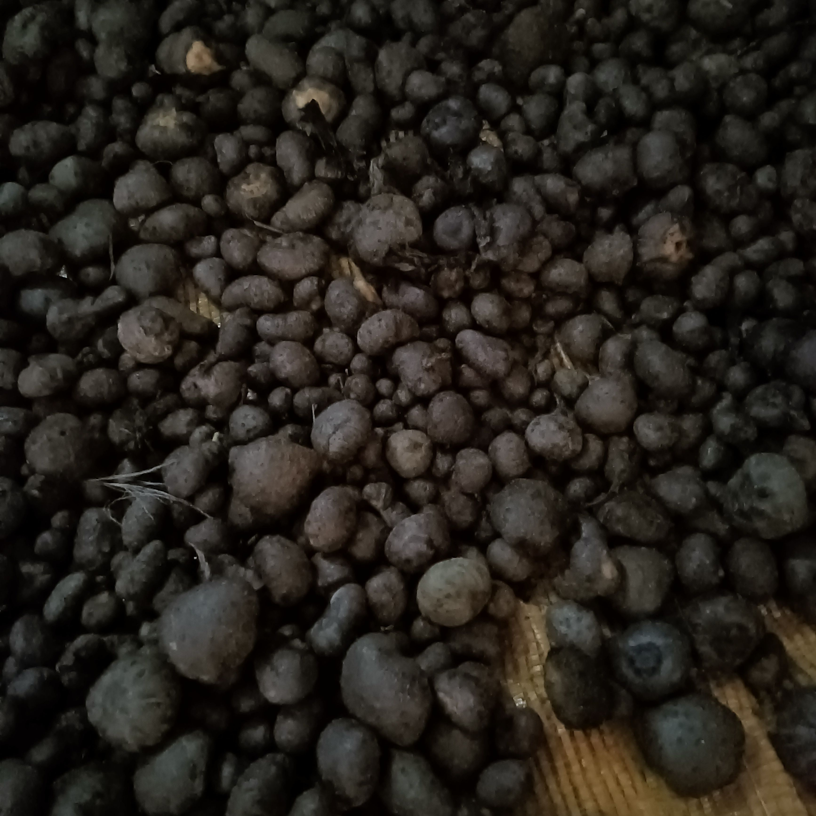 黄魔芋  弥勒种，来自于印度尼西亚，抗病率特强，喜温耐高温，澎涨率高。