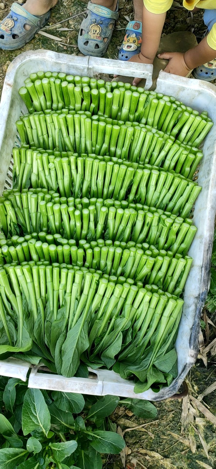 尖叶菜心  自家基地种植，保质保量。售后无忧