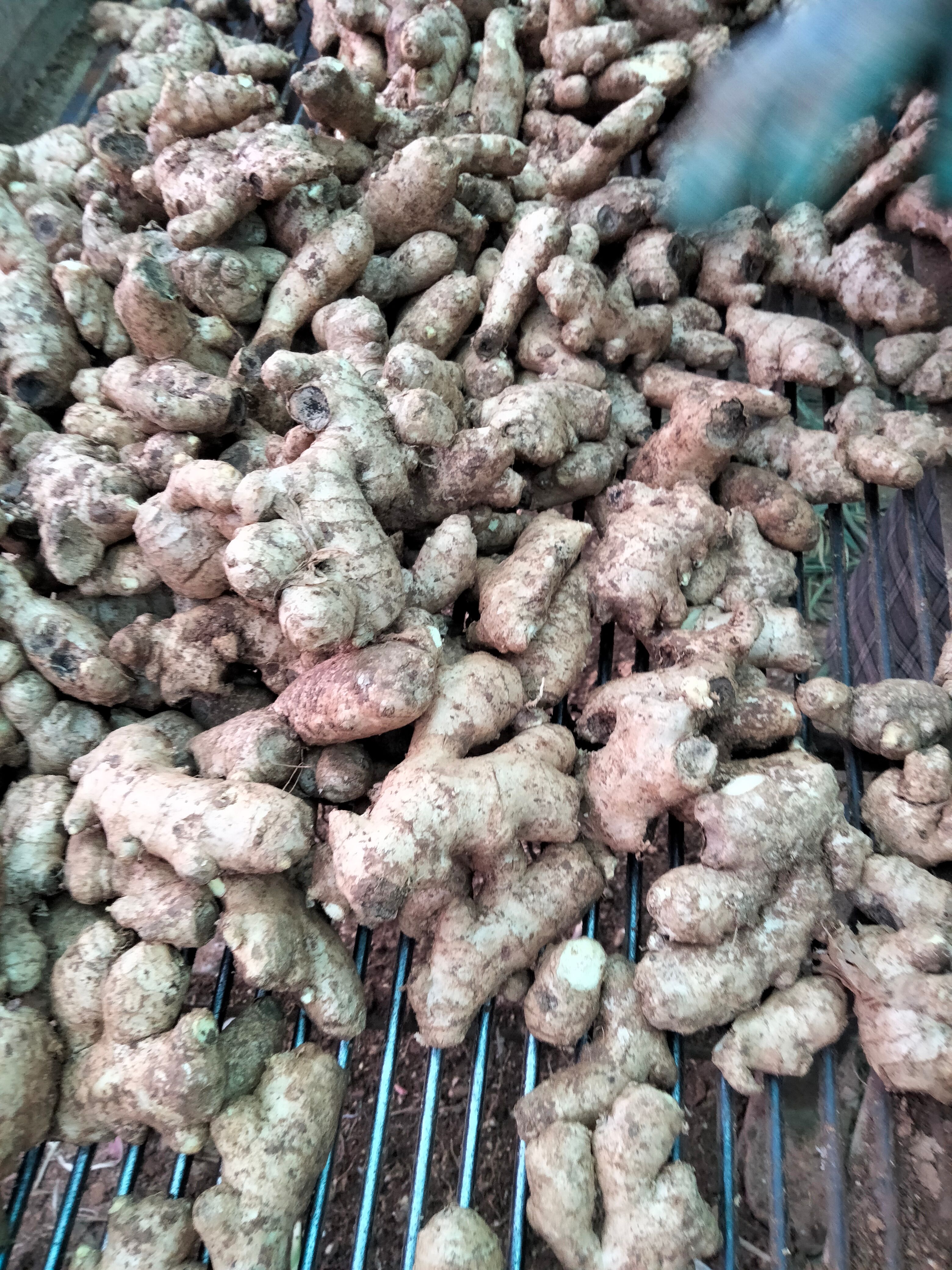  大量小姜母面姜母，大量供货中