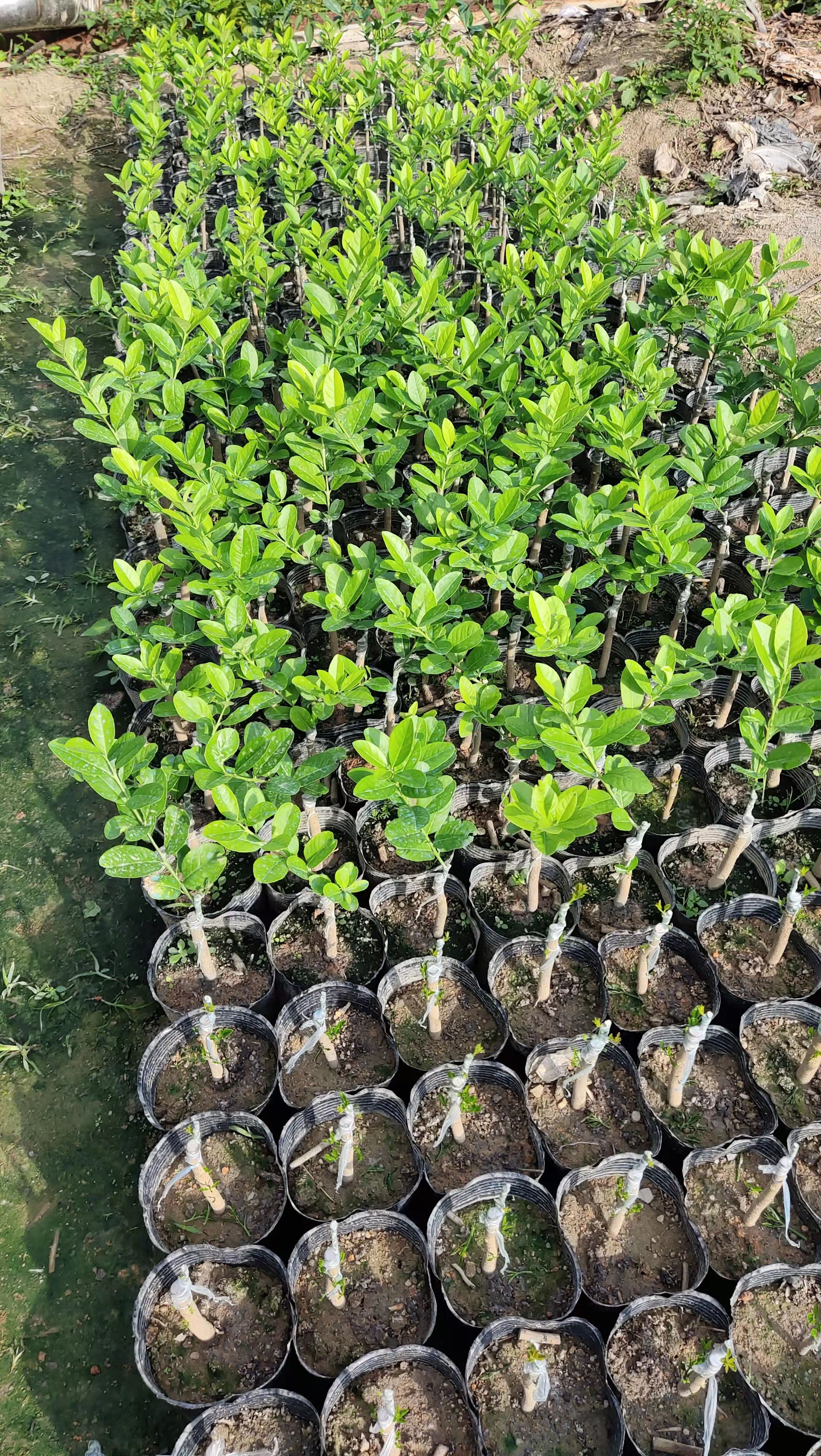 香水柠檬苗  香水柠檬 实生苗 嫁接苗 裸根苗 中杯嫁接苗