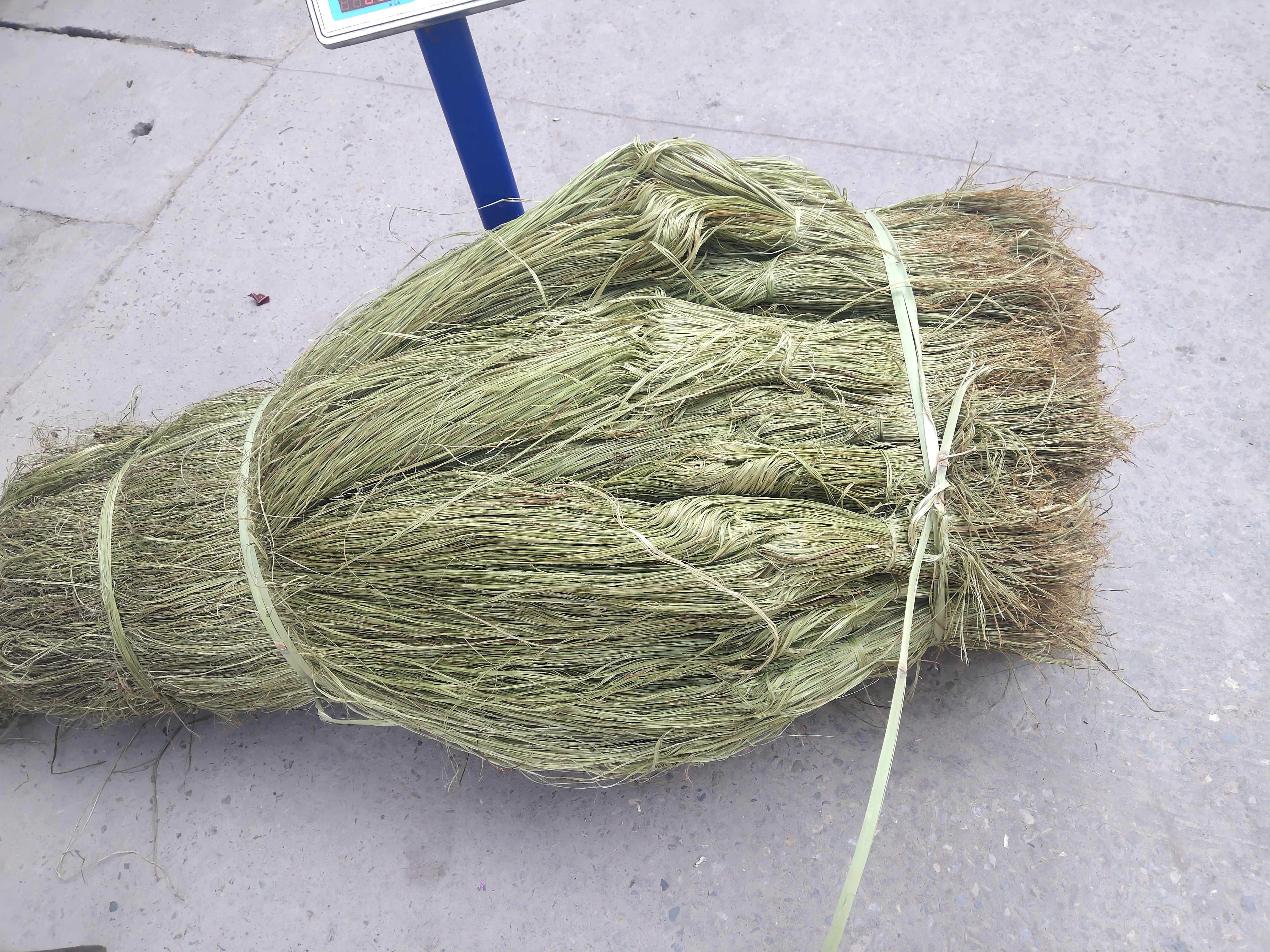 苎麻  优良种子