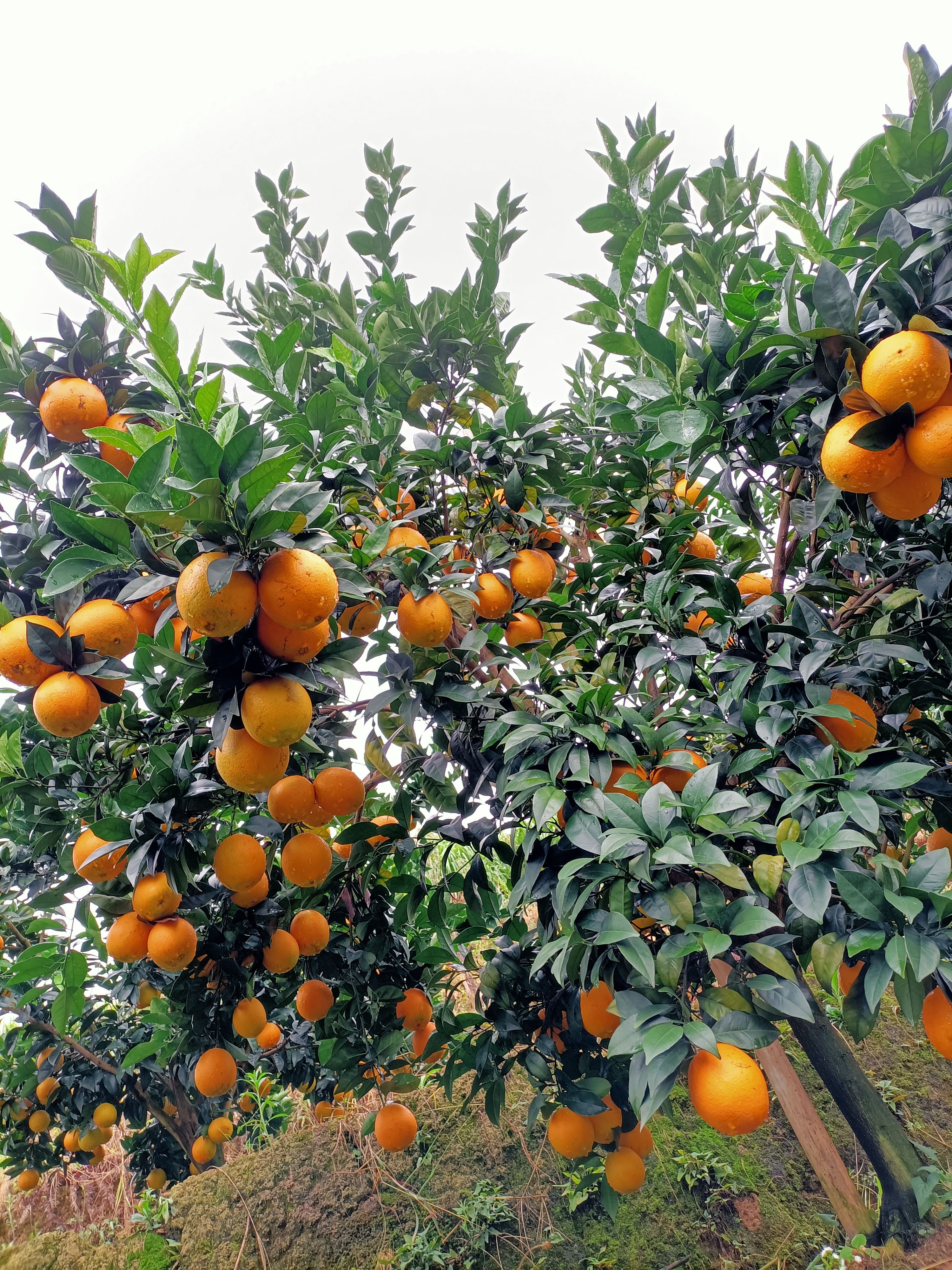赣南脐橙，果园直供