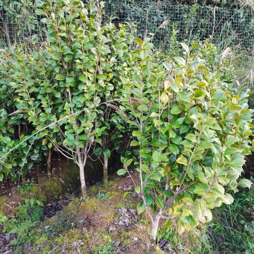 石柱茶花树 100~140cm 