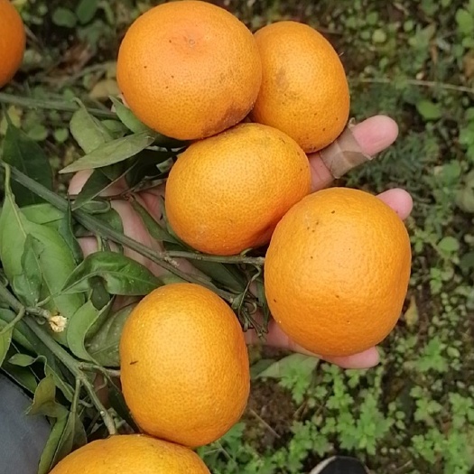 资阳蜜桔 蜜橘颜色好口感甜