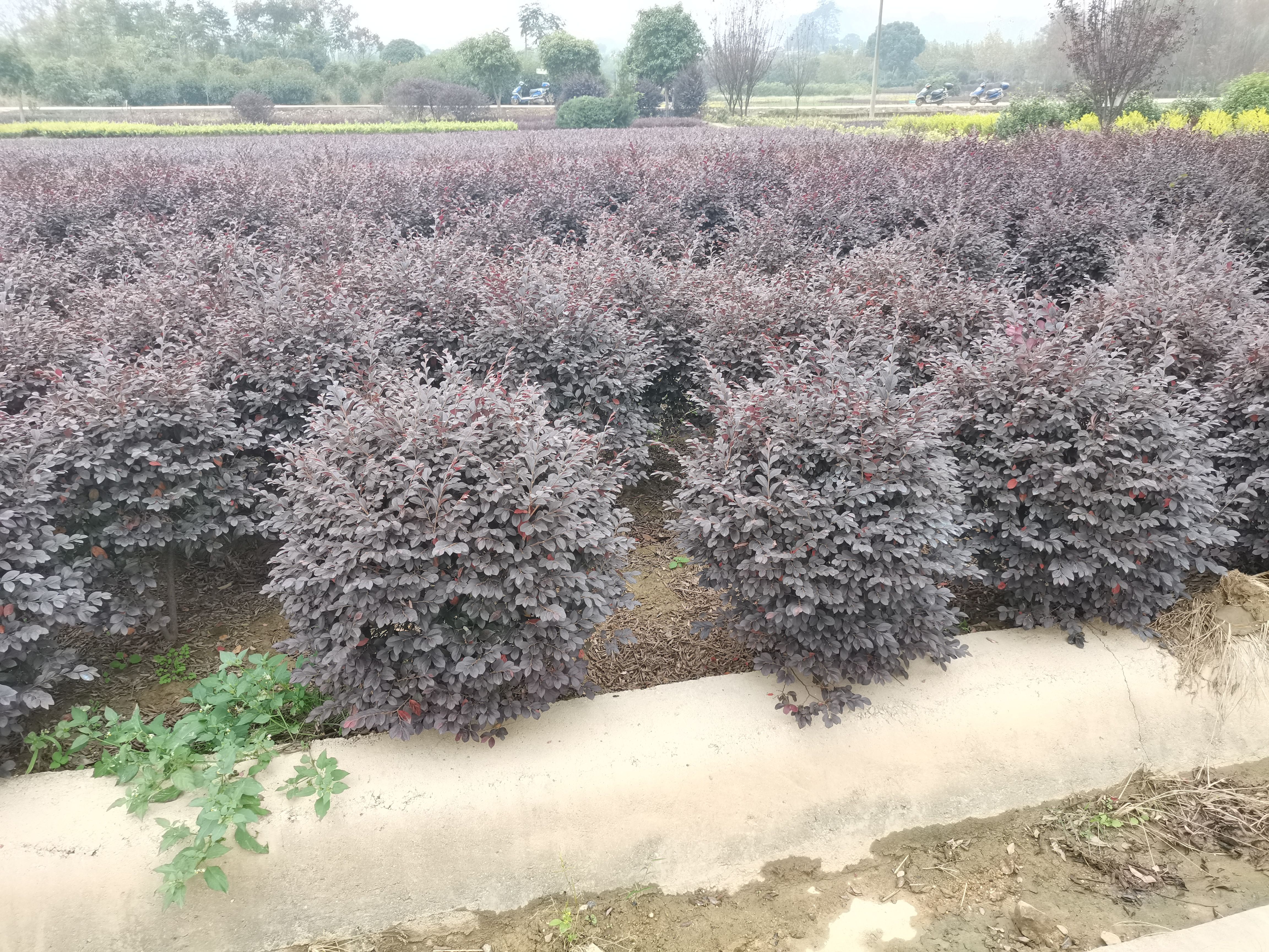 双面红  红花继木球